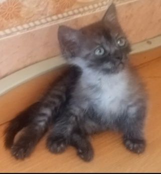 Шотландские котята (голубой дым)