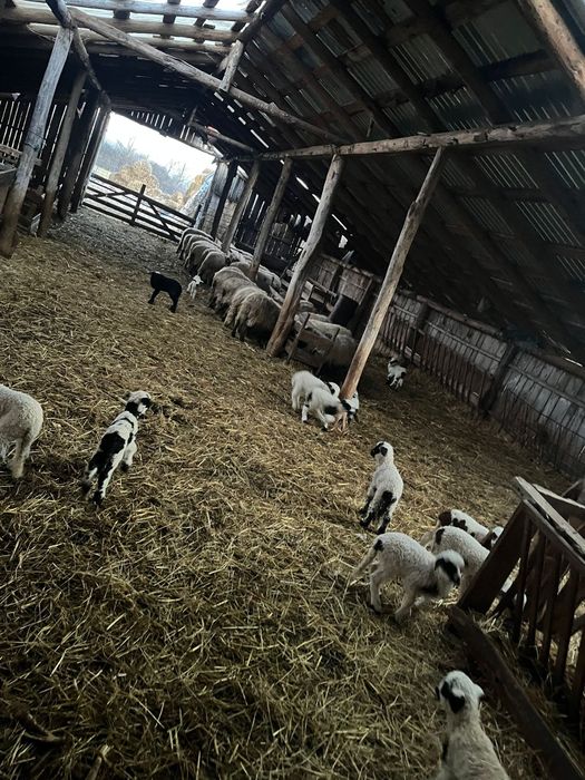 Vând oi miele berbeci