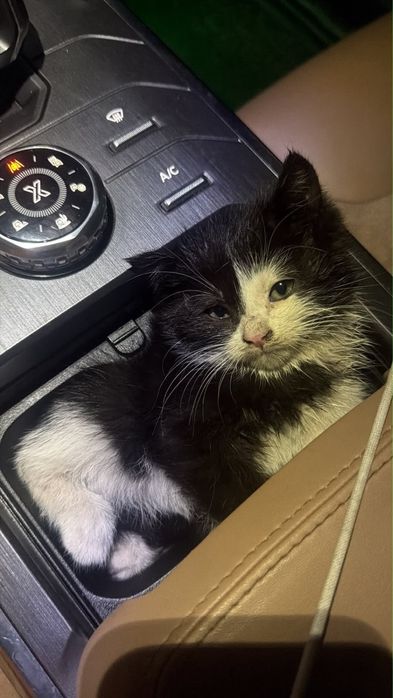 Отдам котенка в добрые руки