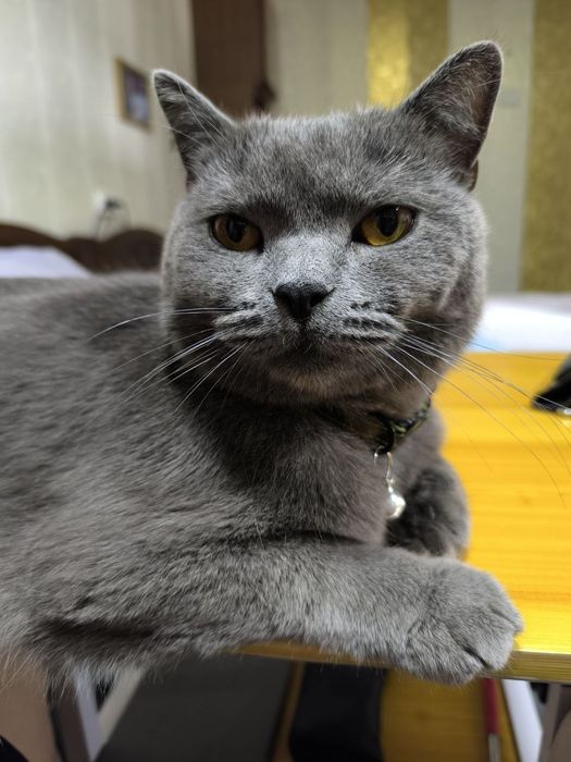 Продается  котик