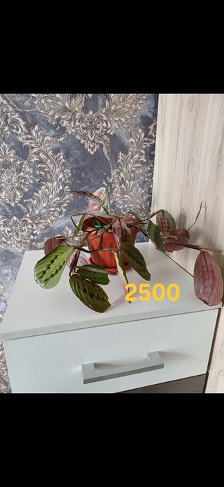 Комнатные растения от 1000