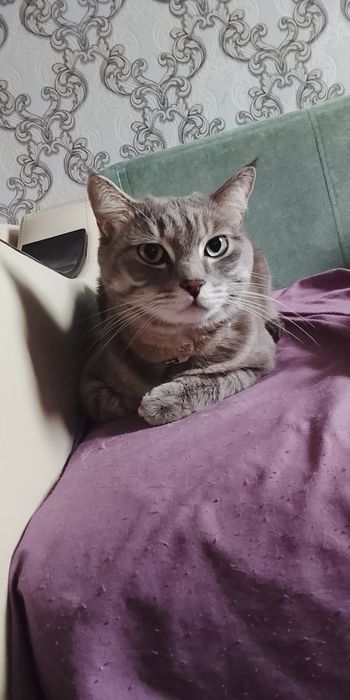 Отдам кота в хорошие руки