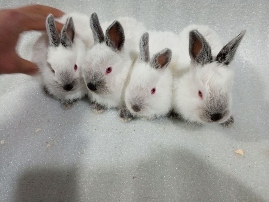 Kaliforniya quyonchalar