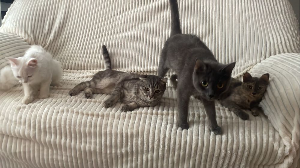 Отдадим котиков!