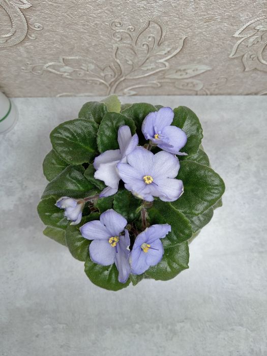 Комнатные цветы фиалки