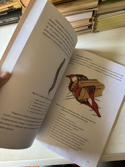 Анатомия на човека | Втора част | Вътрешни органи, сърдечносъдова система, нервна система