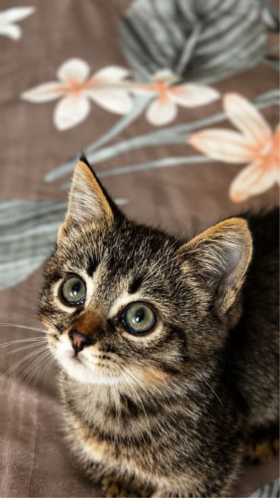 Самый милый котенок