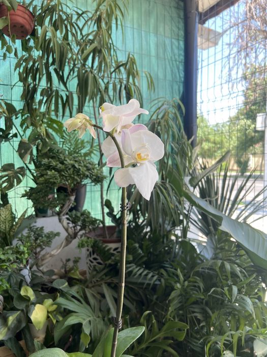 Орхидея Phalaenopsis Big Lip