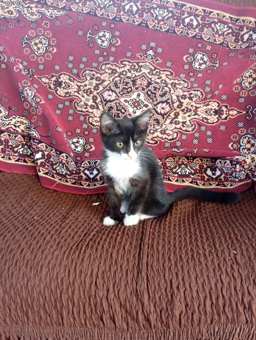 Котятам нужен дом