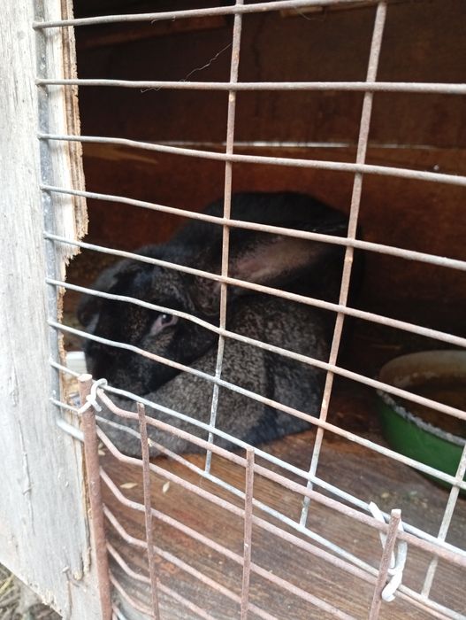 Продается крольчиха