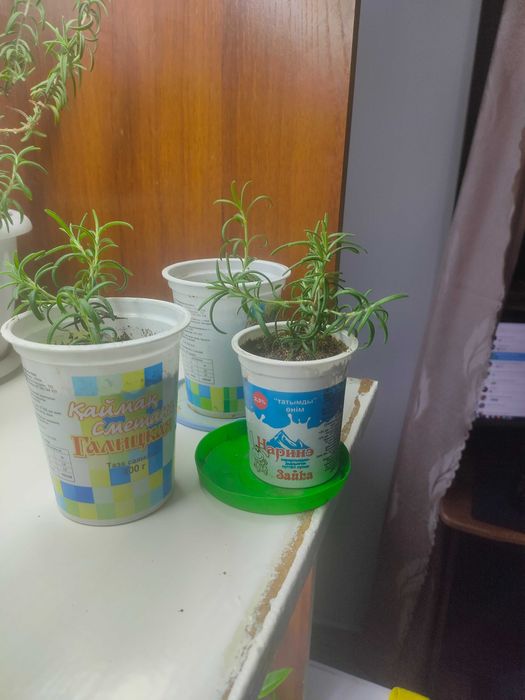 Розмарин лекарственный