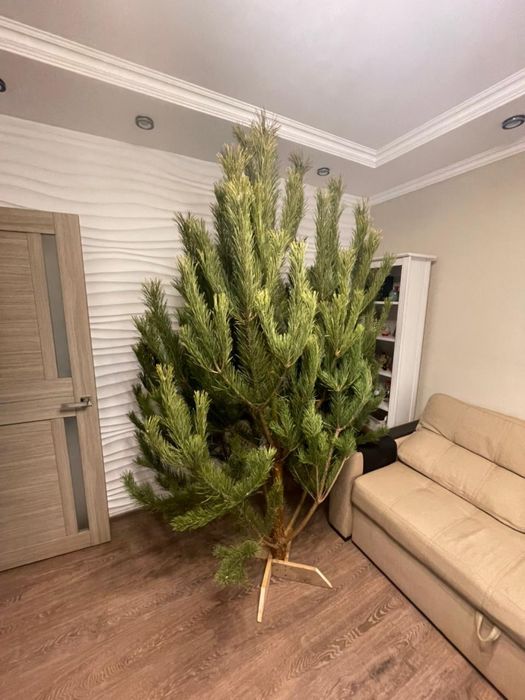 Новогодние сосны