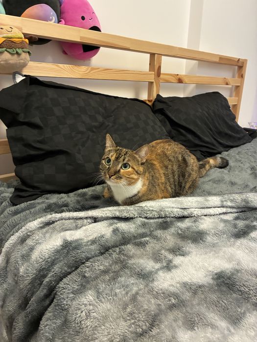 Pet sitting/ Dog boarding