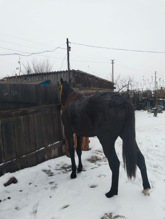 3 Жасар байтал сатылады