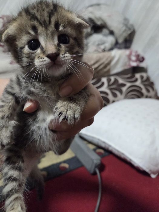 Дарим котят в добрые руки