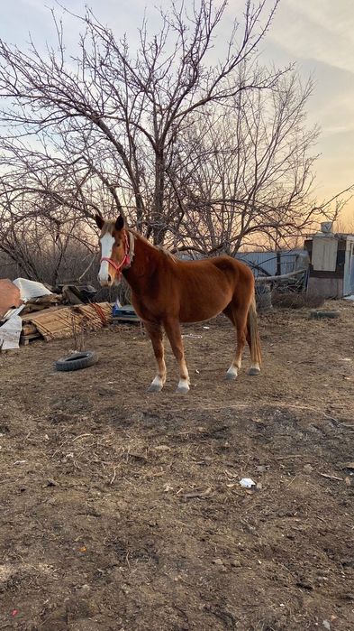 Продам кобыла буаз бие