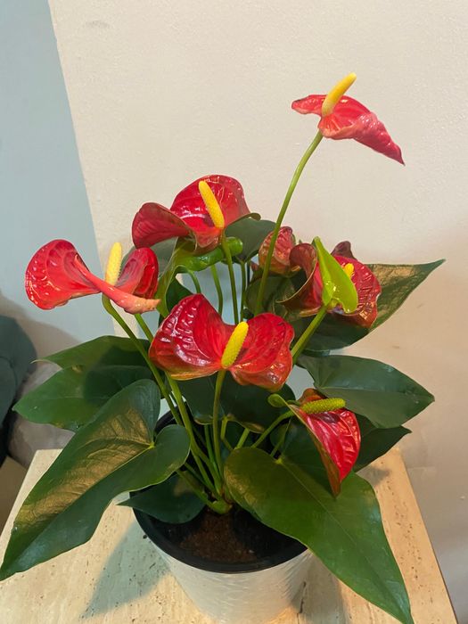 Антуриум (Мужское счастье)