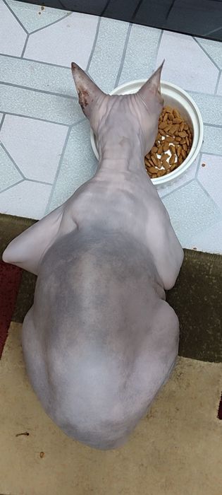 Сфинкс, годовалая девочка, лысик