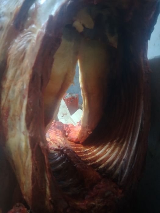 Мясо Конина Байтал