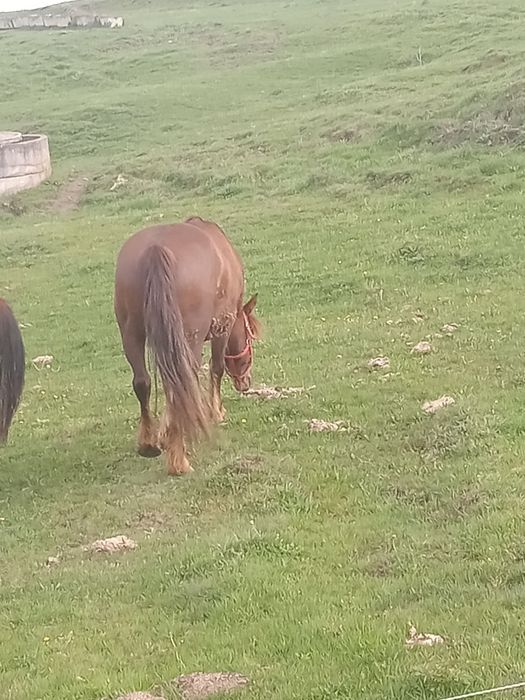 De vanzare nu sunați inutil