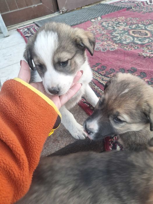 Отдам собачек в добрые,любящие руки