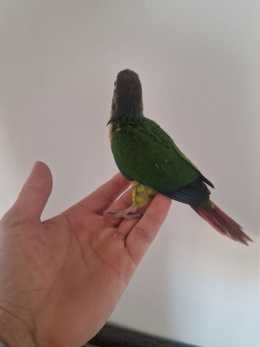 Pui papagali pyrhurra molinae