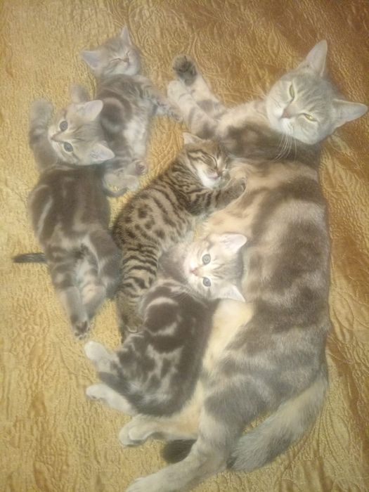 Шотланские котята