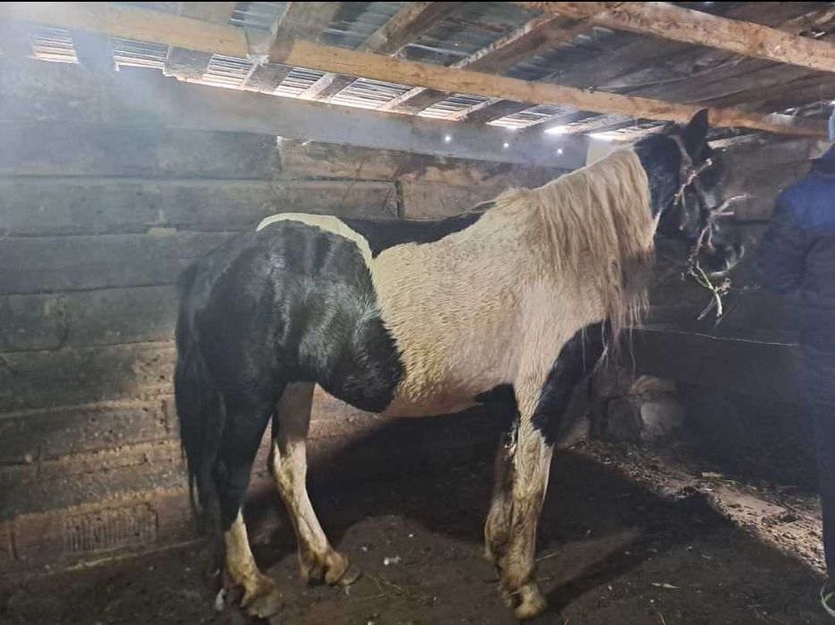 Лошади 5-6 лет (на откорме )