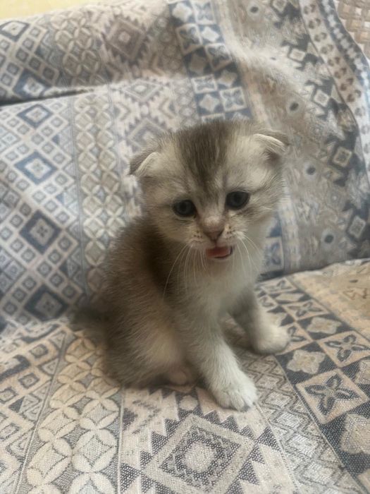 Котята шотландцы.