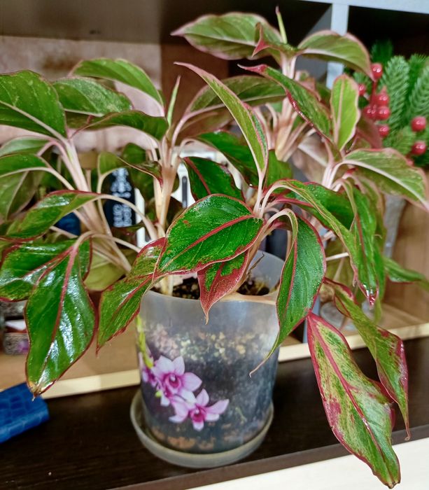 Комнатные растения