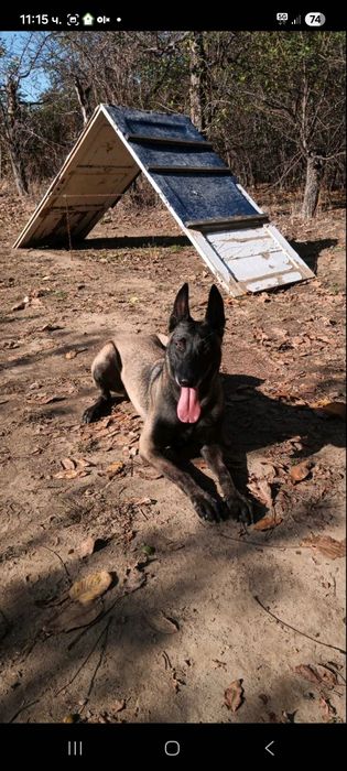 Кучета Белгийска Овчарка Малиноа