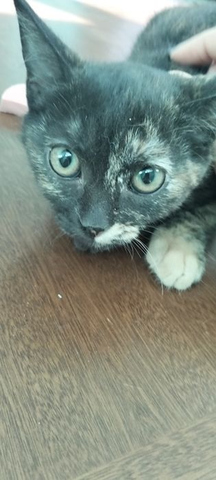 Отдам умных котят