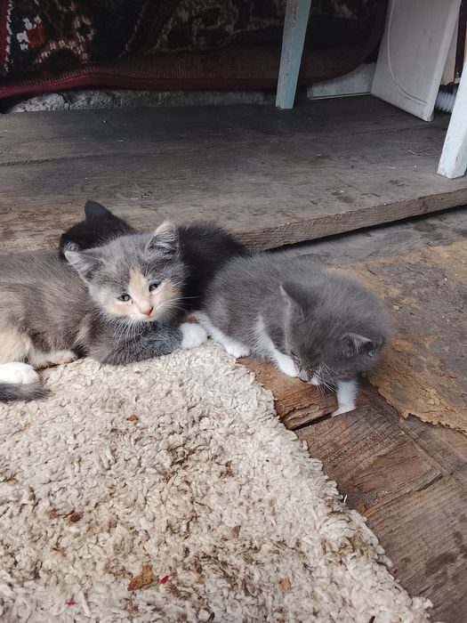 Отдам ушастых котят