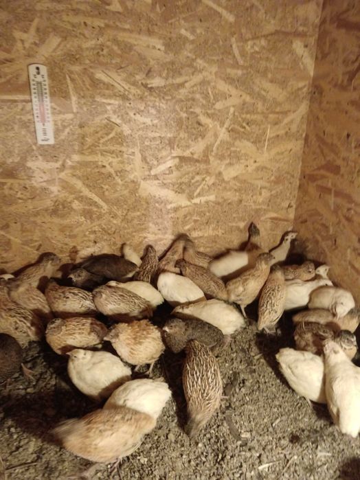 Prepelite polar și jumbo gold