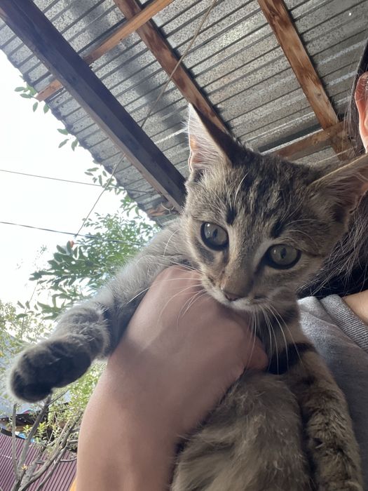 Котенок бесплатно