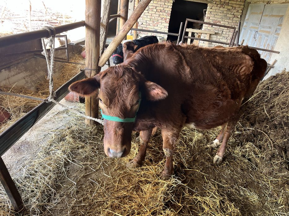 sigir sotiladi 9 oylik bugoz