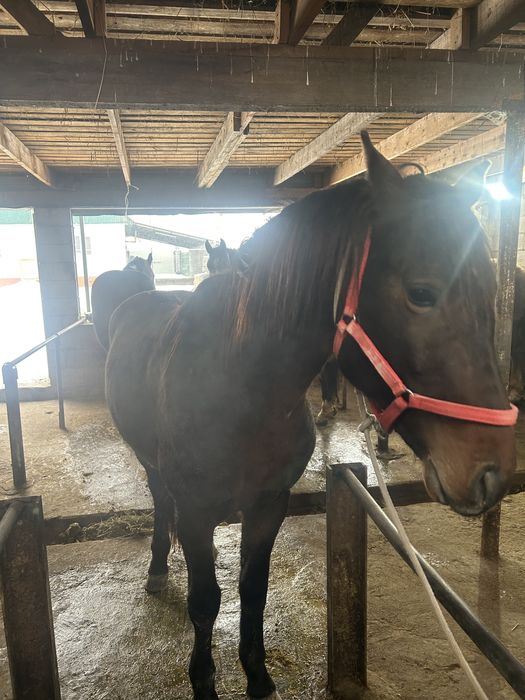 Канды жылкылар сатылады