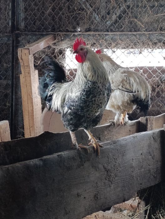 Молодые петухи Домашние