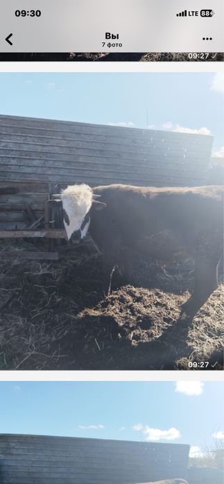 Продам быка справный стоит на откорме