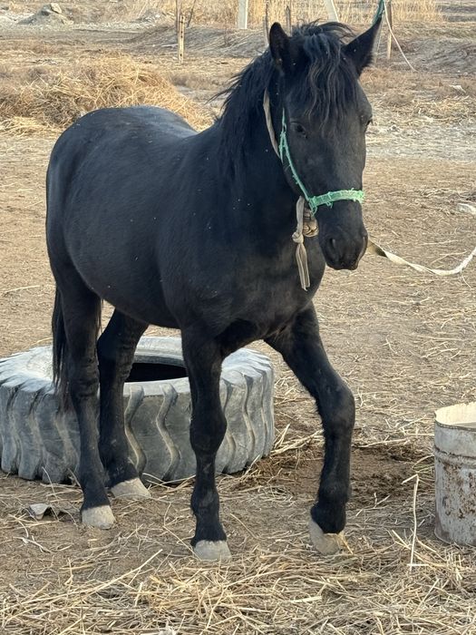 Той сотилади зоти россия бн фриз қўшилган.