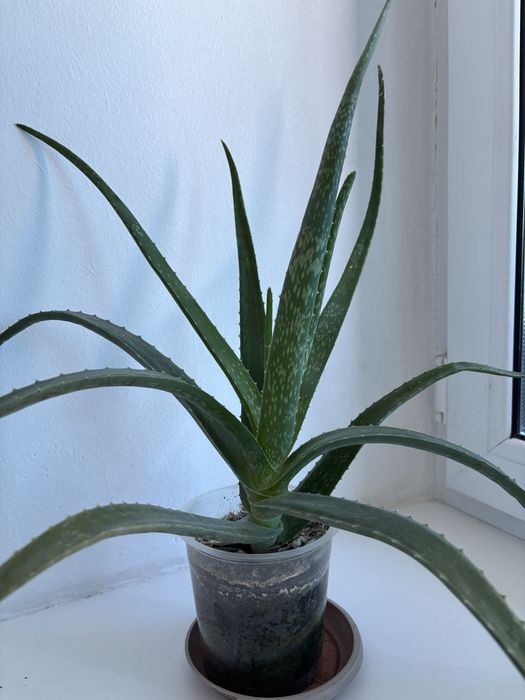 Продам комнатные цветы