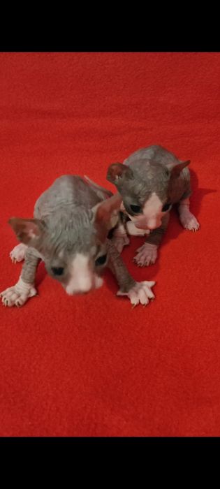 Продам котят сфинкс