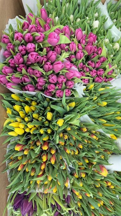 тюльпаны  290тг степногорские