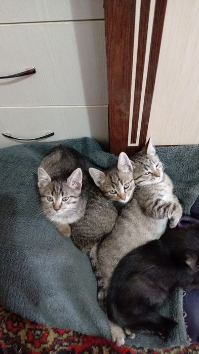 Бесплатно отдам котят