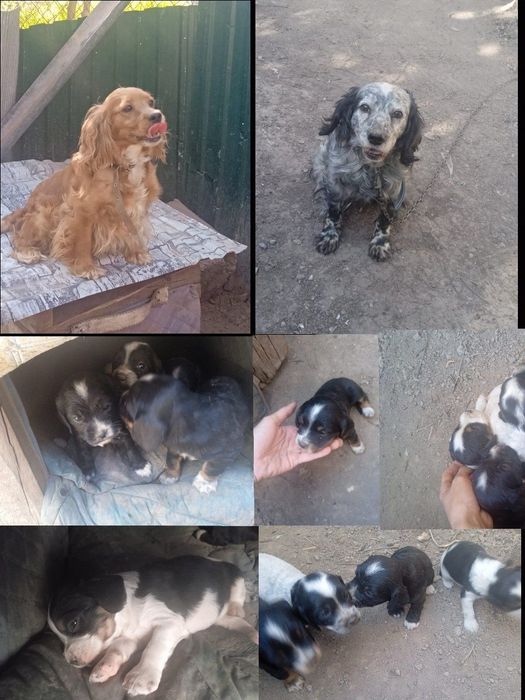 Продам щенят спаниель