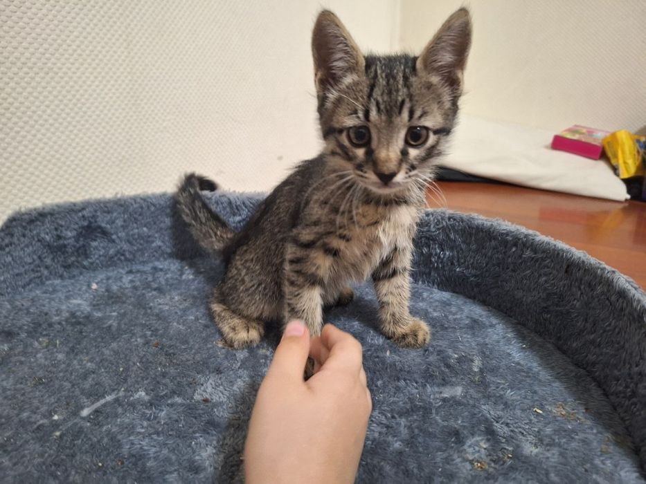 Котята возраст 2 месяца отдам даром