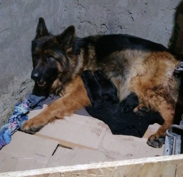 Немецкая овчарка