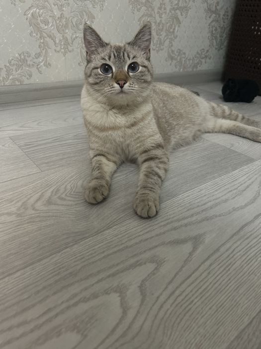 Одам бесплатно кошку