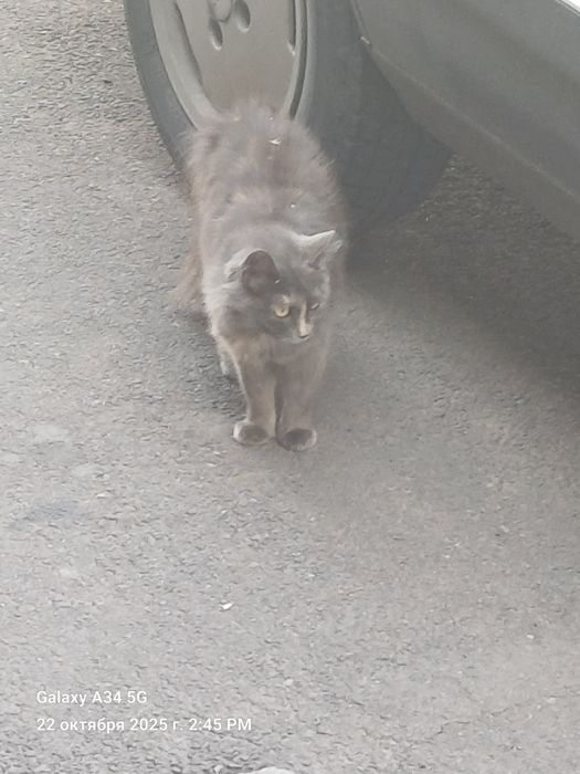 Одам Кошку мышеловку