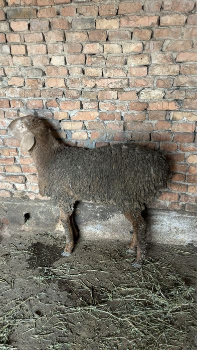 Арашан козы кошкар сатылады